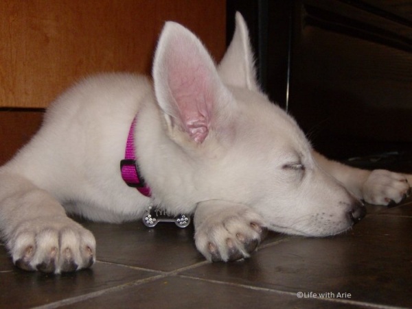 Arie, sleeping white german shepherd puppy 