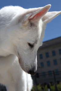 thor, an american white shepherd and rescue dog