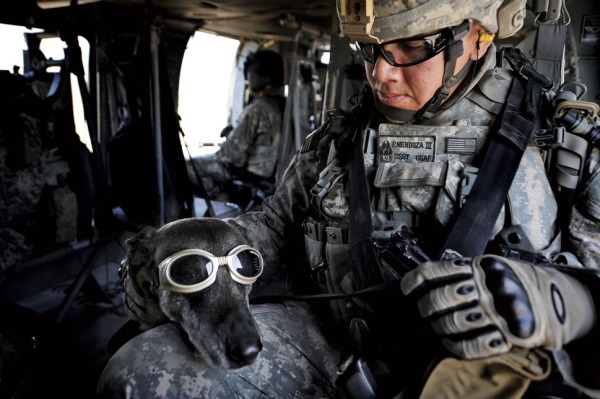 soldier with dog in the back of a plane
